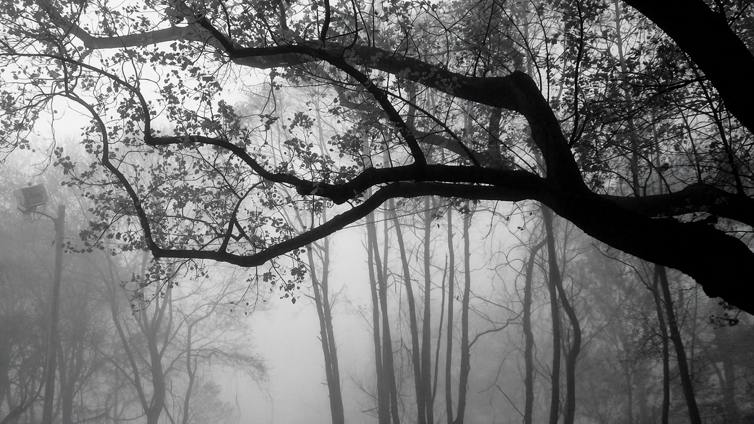 Fog wallpaper